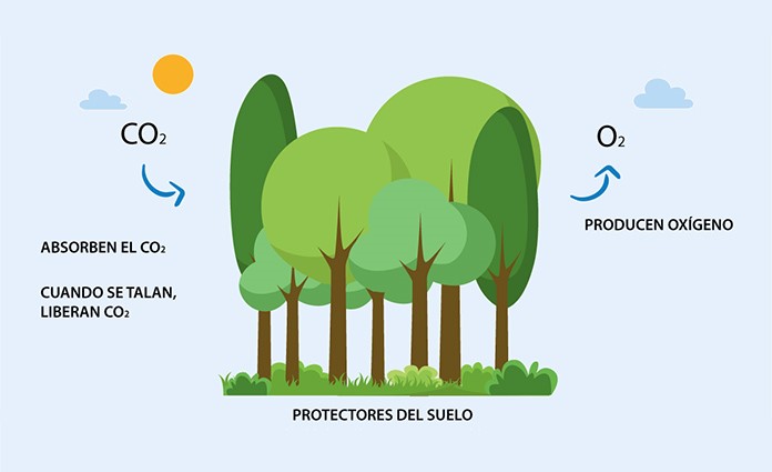 Beneficios de los árboles urbanos - Asemafor