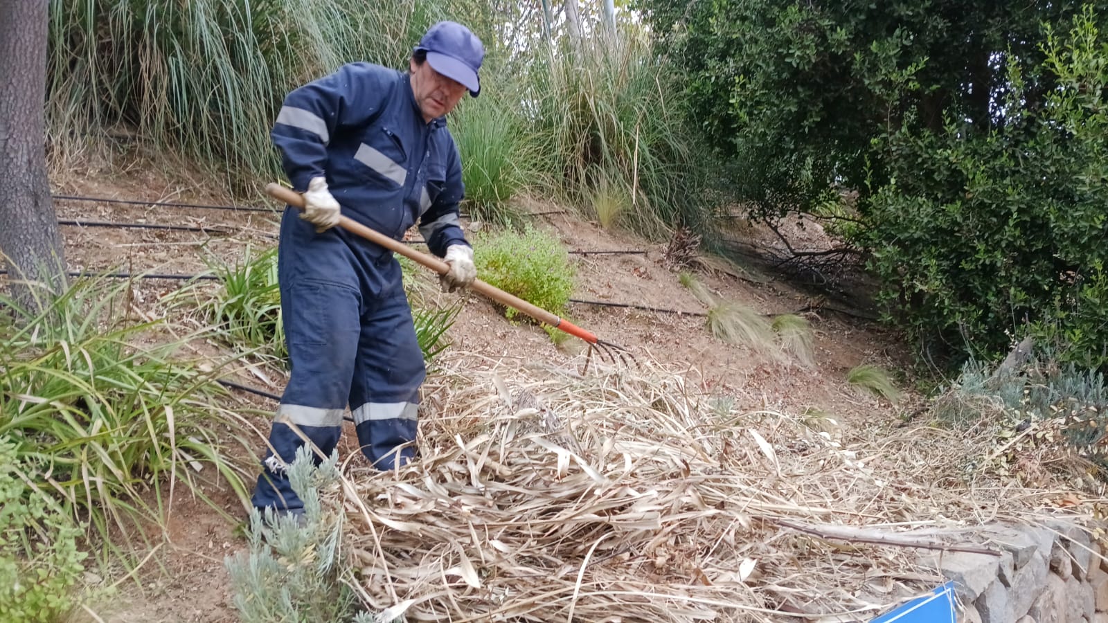 Recolección de material vegetal seco