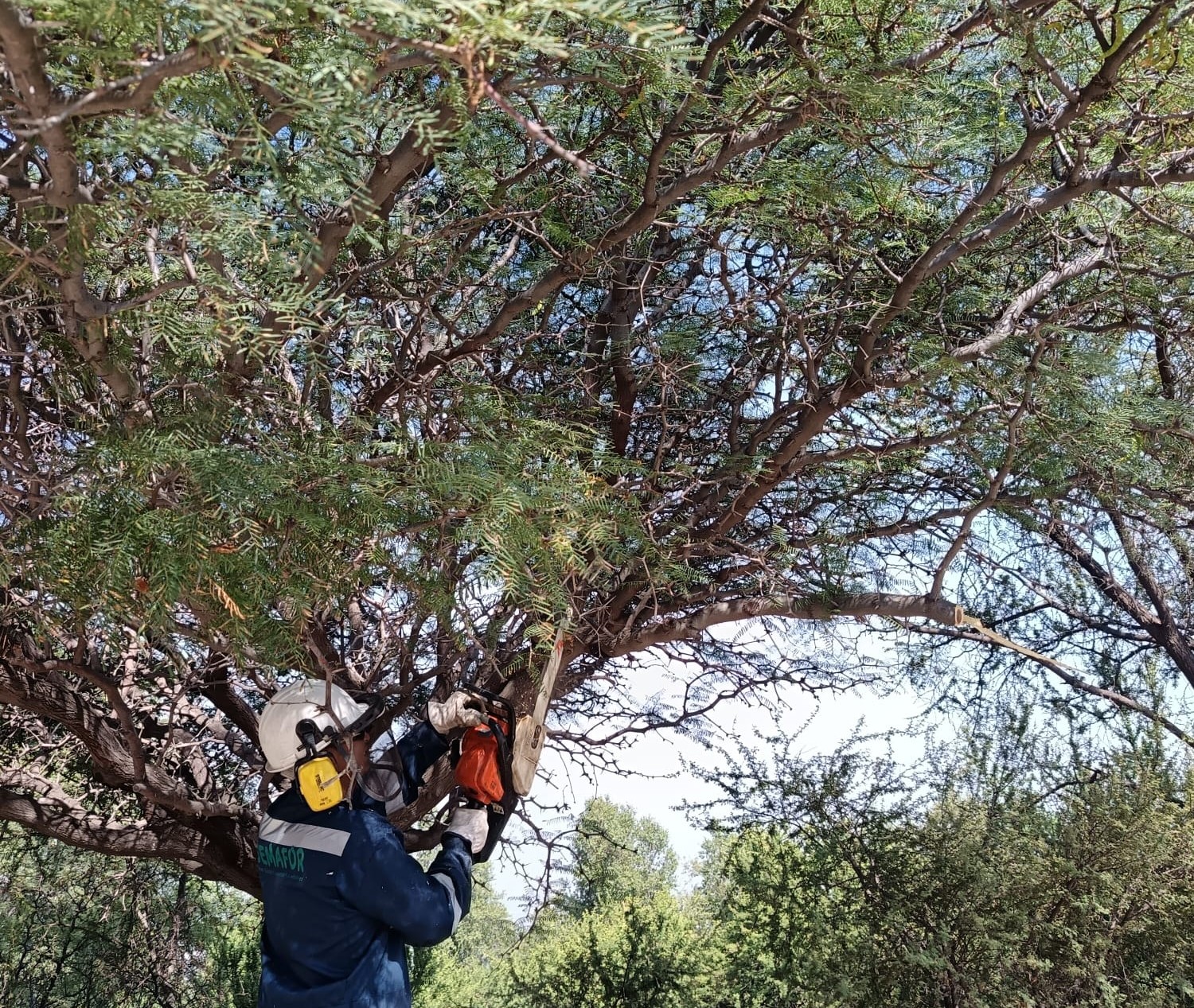 Poda y limpieza de ramas secas