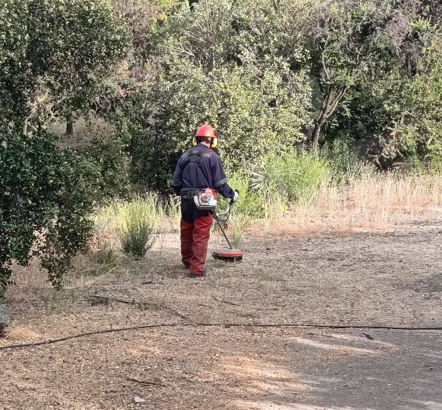 Desbroce mecánico en faena forestal