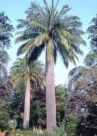 Palma chilena