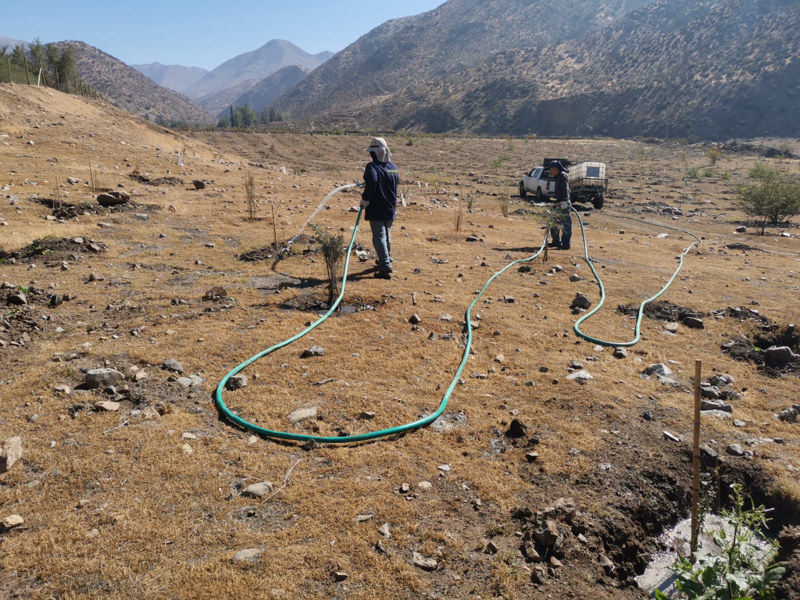 Plantación con baja sobrevivencia