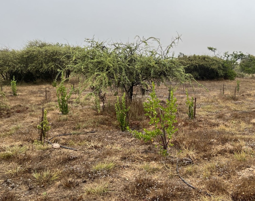 Plantación adaptada